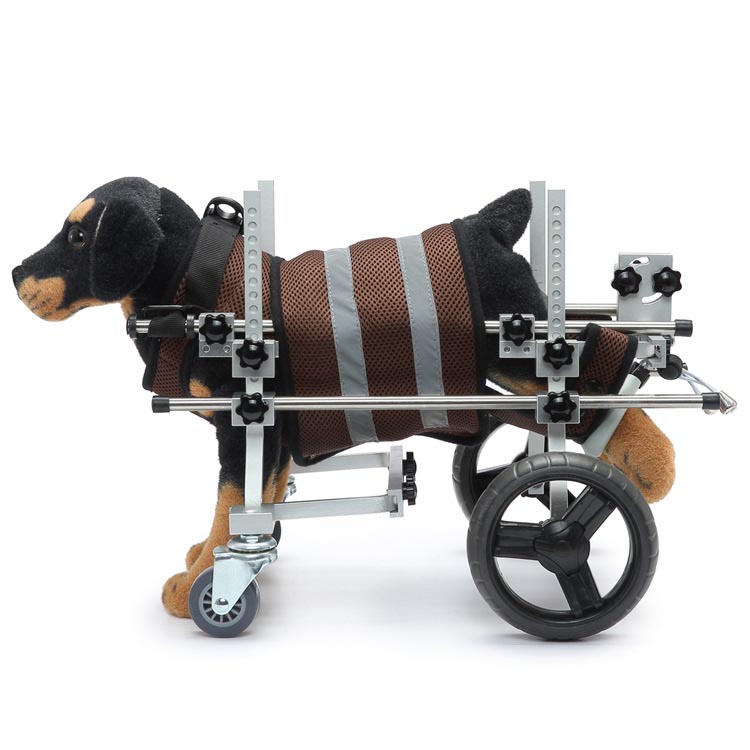 Hvordan holde en funksjonshemmet hund aktiv via en funksjonshemmet kjæledyr rullestol eller andre midler?